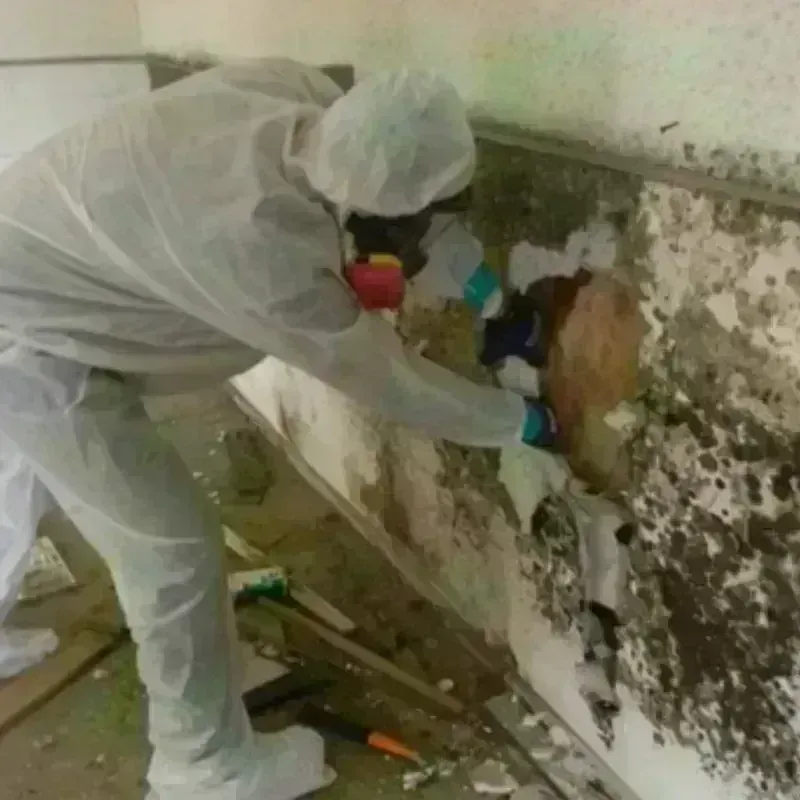 Mold Remediation and Removal in Cleburne County, AR